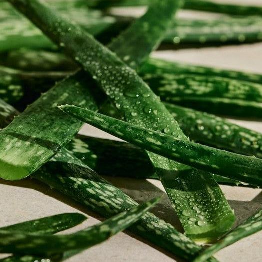 Aloe Soothing Toner - Image 6