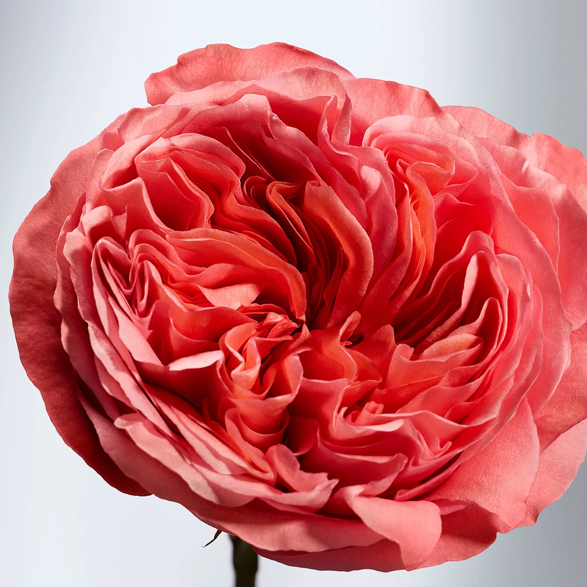 British Rose Body Butter - Image 5