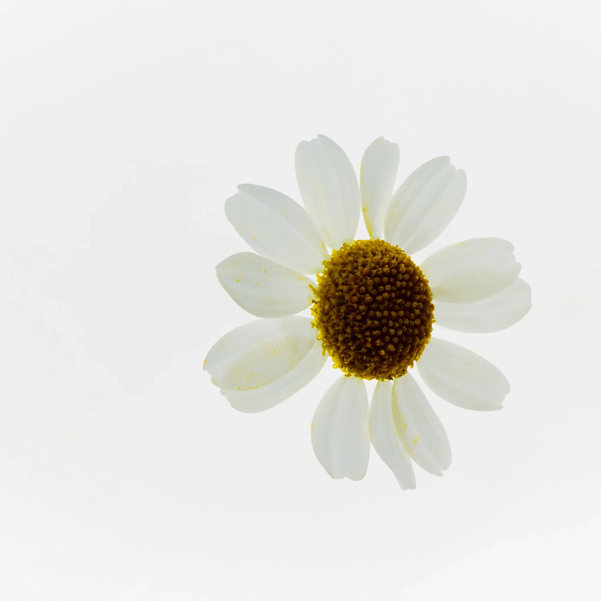 Camomile Sumptuous Cleansing Butter - Image 6