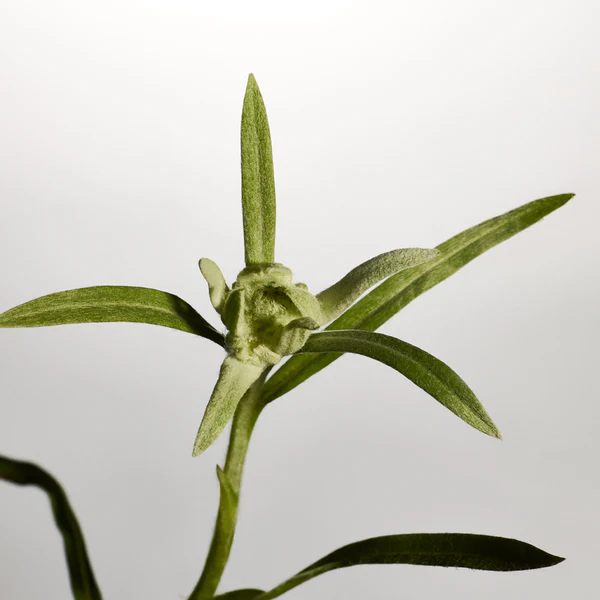 Edelweiss Prep Essence - Image 6