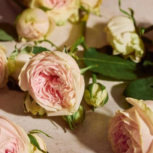 Full Rose Eau de Parfum - Image 5
