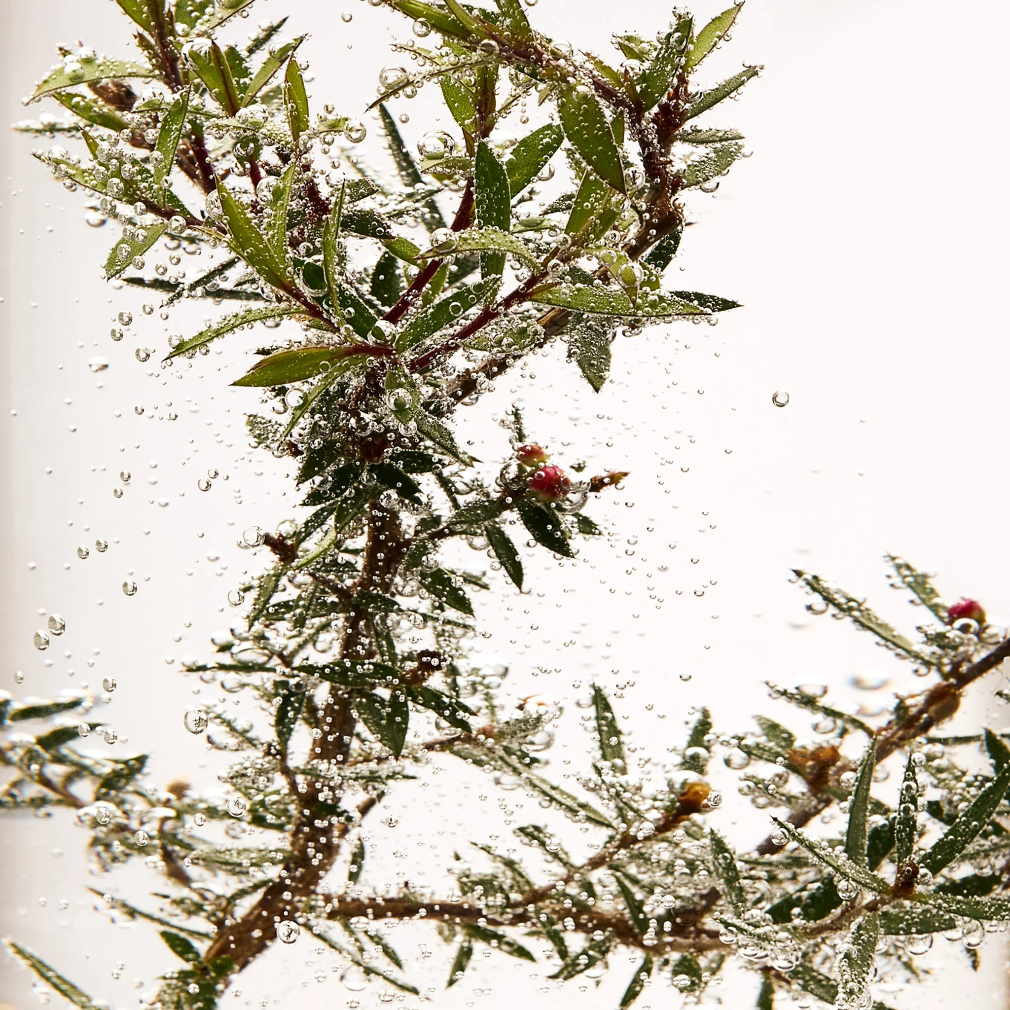 Tea Tree Purifying & Balancing Hair & Scalp Scrub - Image 3